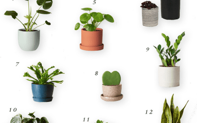 Real Potted Plants for the Nursery or Kid’s Room